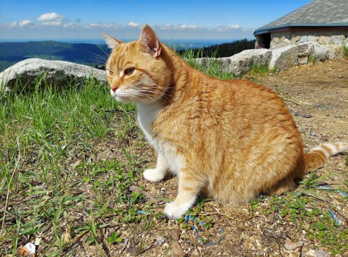 Ostello Schronisko Pttk Hala Szrenicka Szklarska Poręba Esterno foto